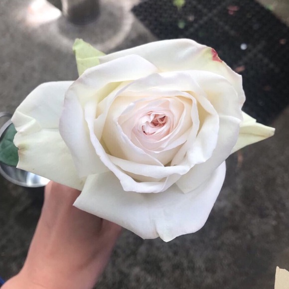 Meet your Posher, Natalie - Picture 2 of 2